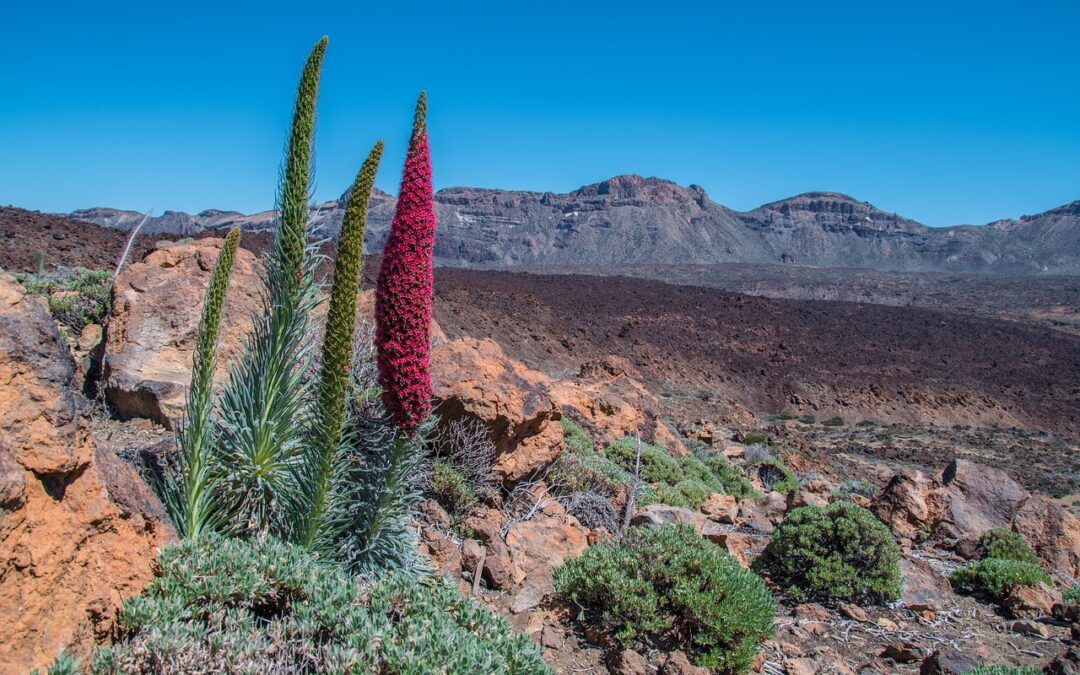 10 Typical Things to Experience in Tenerife