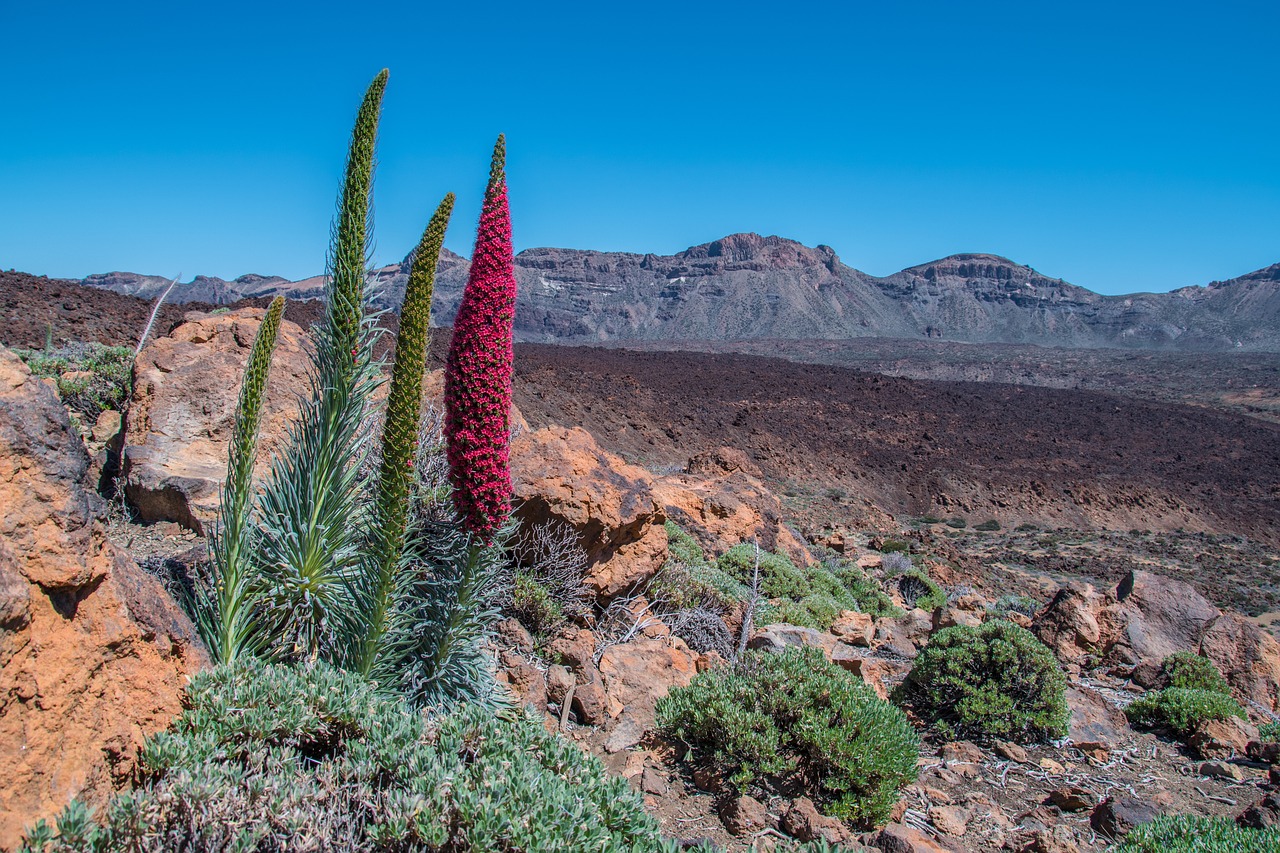 Things to Experience in Tenerife